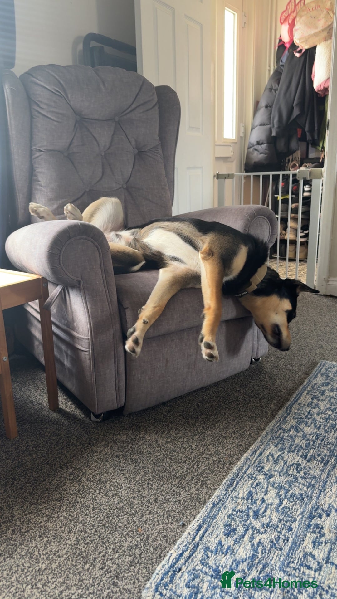 Mixed Breed dogs for sale: Our beautiful boy Koda💙 - Advert 13