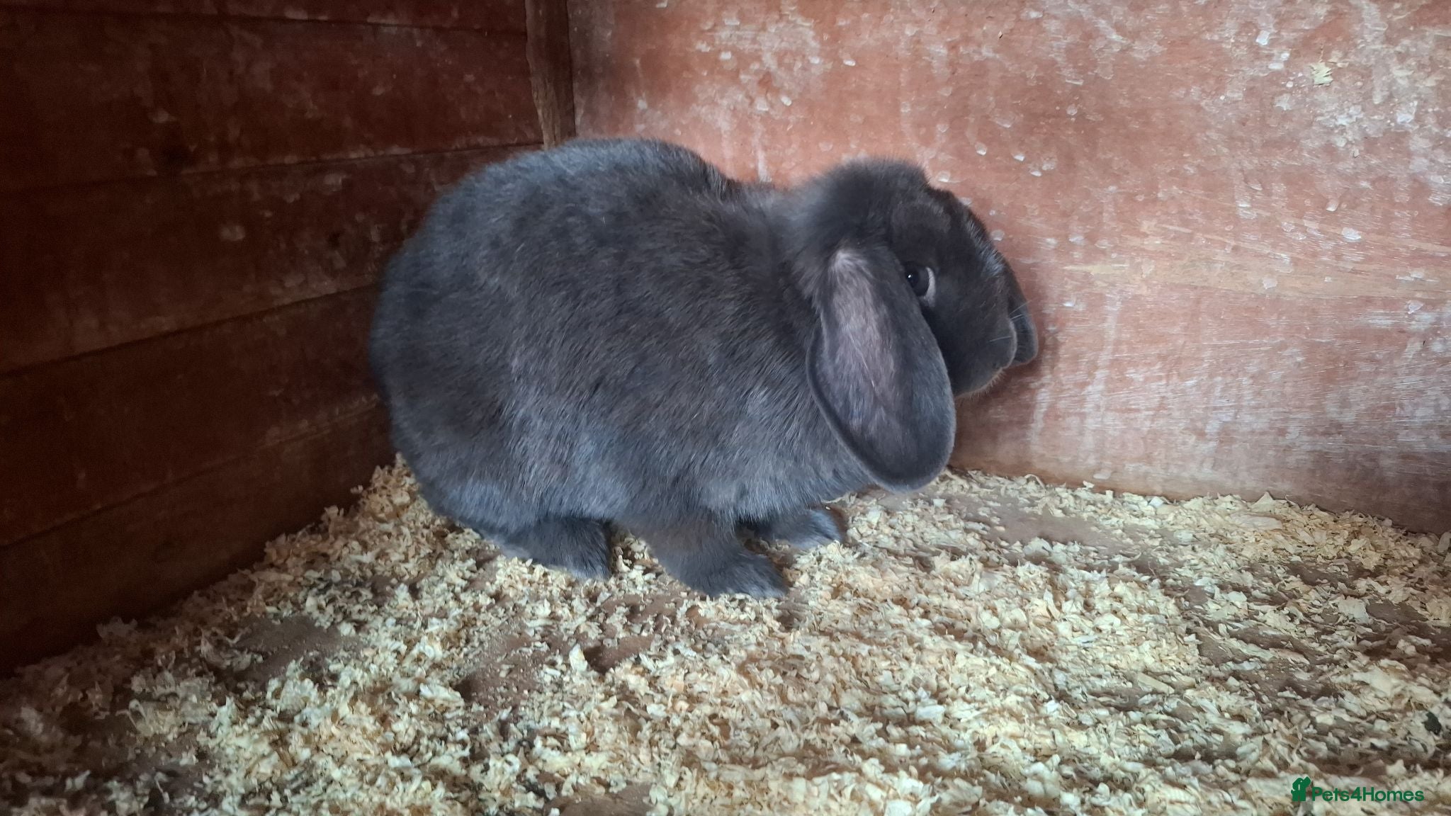 Mini Lop rabbits grey minlop doe for sale - Advert 15