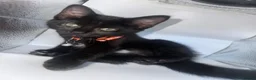 Pixie Bob cats for sale: 3 beautiful pixie bobs  - Advert 10