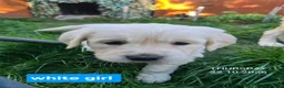 Golden Retriever dogs for sale: Beautiful fluffy Golden Retriever puppies kc reg - Advert 11