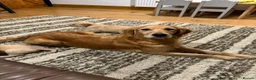 Golden Retriever dogs for sale: Golden Retriever Puppies For Sale  - Advert 3