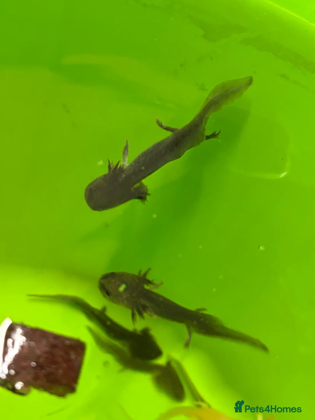 Axolotl reptiles for sale: Baby Axolotls  - Advert 2