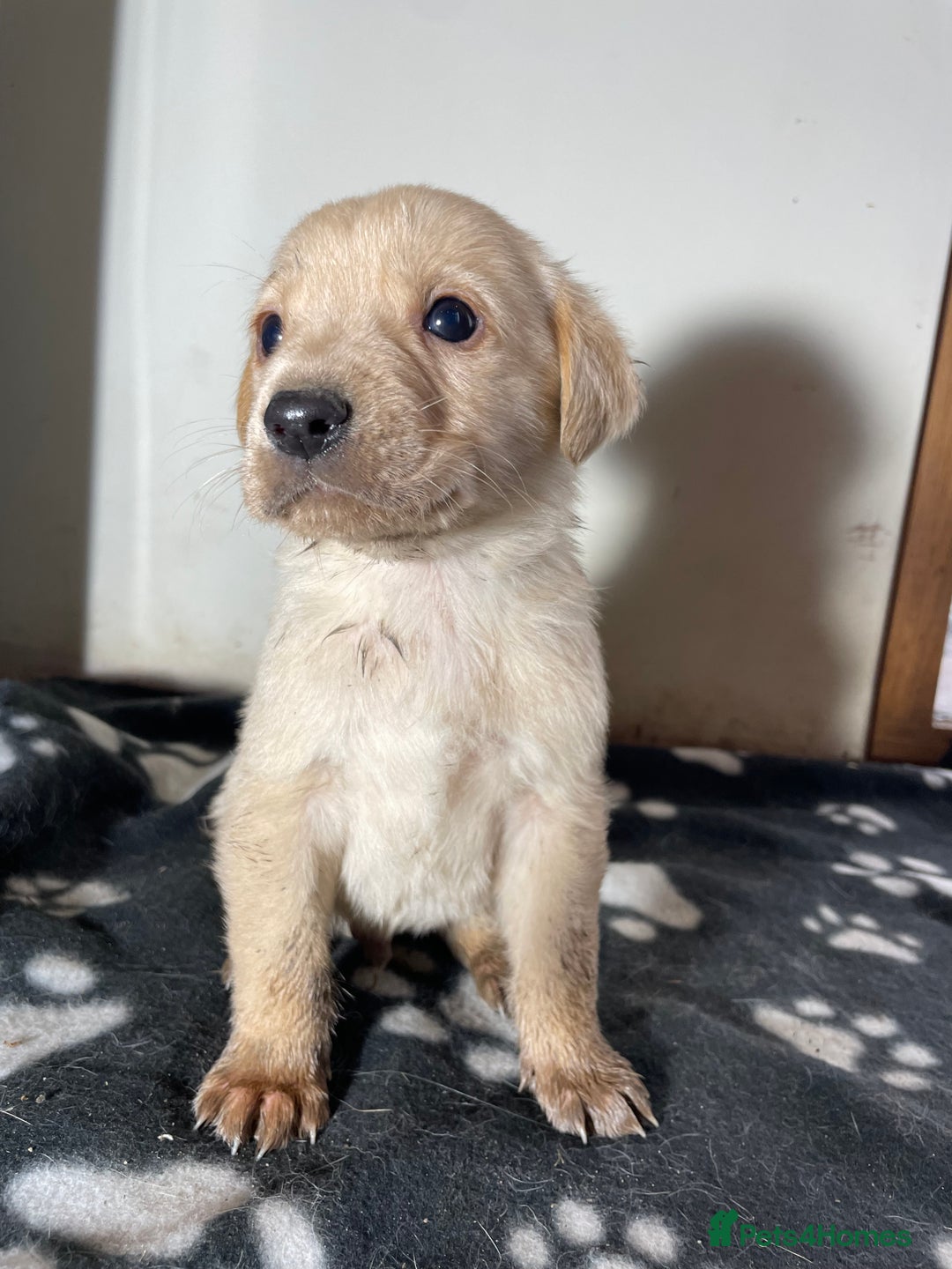 Labrador Retriever dogs for sale: Stunning chunky Labrador pups  - Advert 9