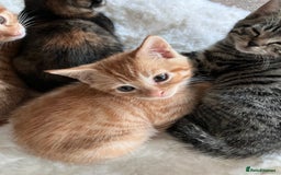 Mixed Breed cats for sale:  kittens😻ready to go to their forever homes - Image 5