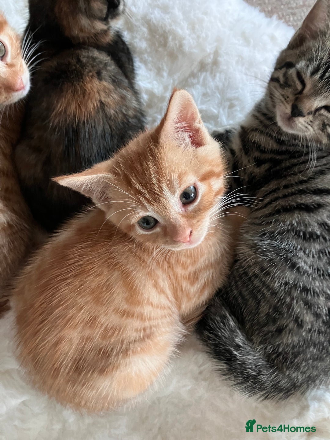 Mixed Breed cats for sale:  kittens😻ready to go to their forever homes - Image 5
