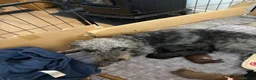 Bedlington Terrier dogs for sale: Bedlington terriers in Loanhead - Advert 6