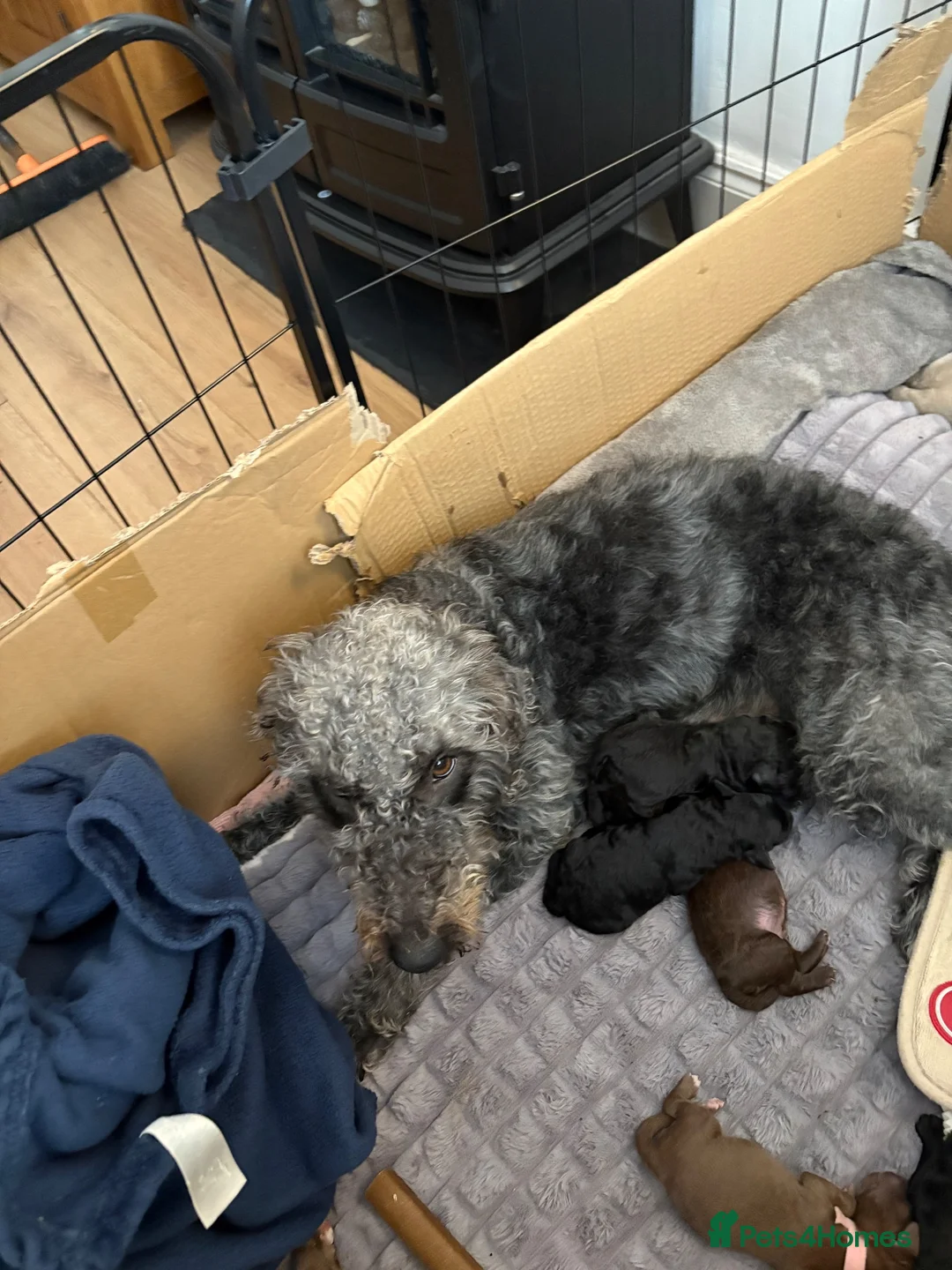 Bedlington Terrier dogs for sale: Bedlington terriers in Loanhead - Advert 6