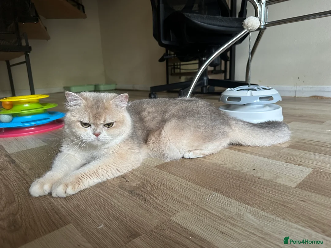 British Shorthair cats for sale: GCCF reg Active BSH Blue Gold Female for Breeding - Advert 8