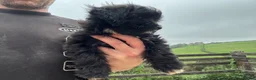Shihpoo dogs for sale: Gorgeous black girl in Liskeard - Advert 3