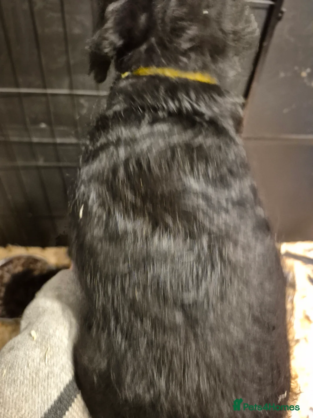 Patterdale Terrier dogs for sale: Male patterdale terrier pup - Advert 6