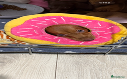 Dachshund dogs for sale: 2 Miniature Dachshunds boys - Image 9