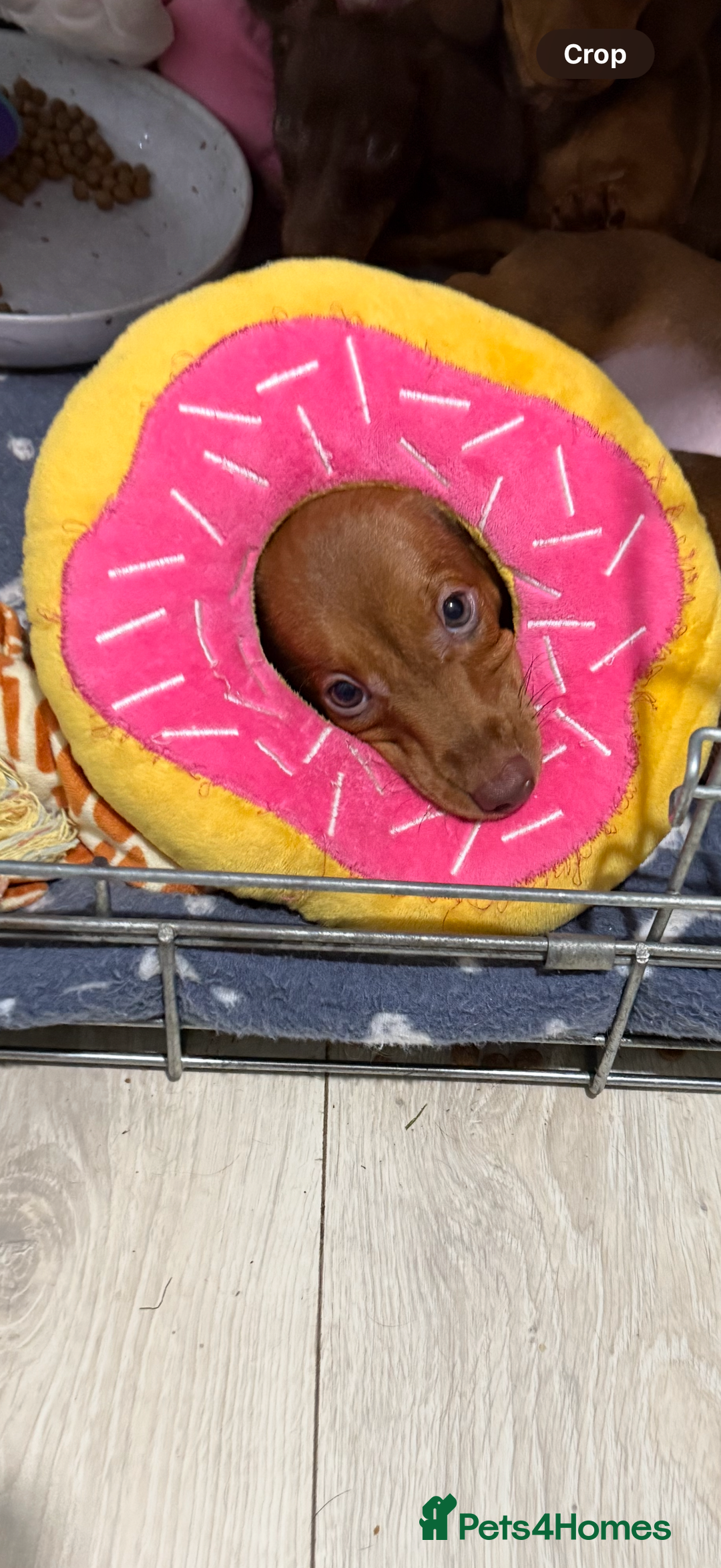 Dachshund dogs for sale: 2 Miniature Dachshunds boys - Image 9