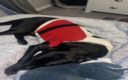 Labrador Retriever dogs for sale: Male Black Labrador  - Image 7