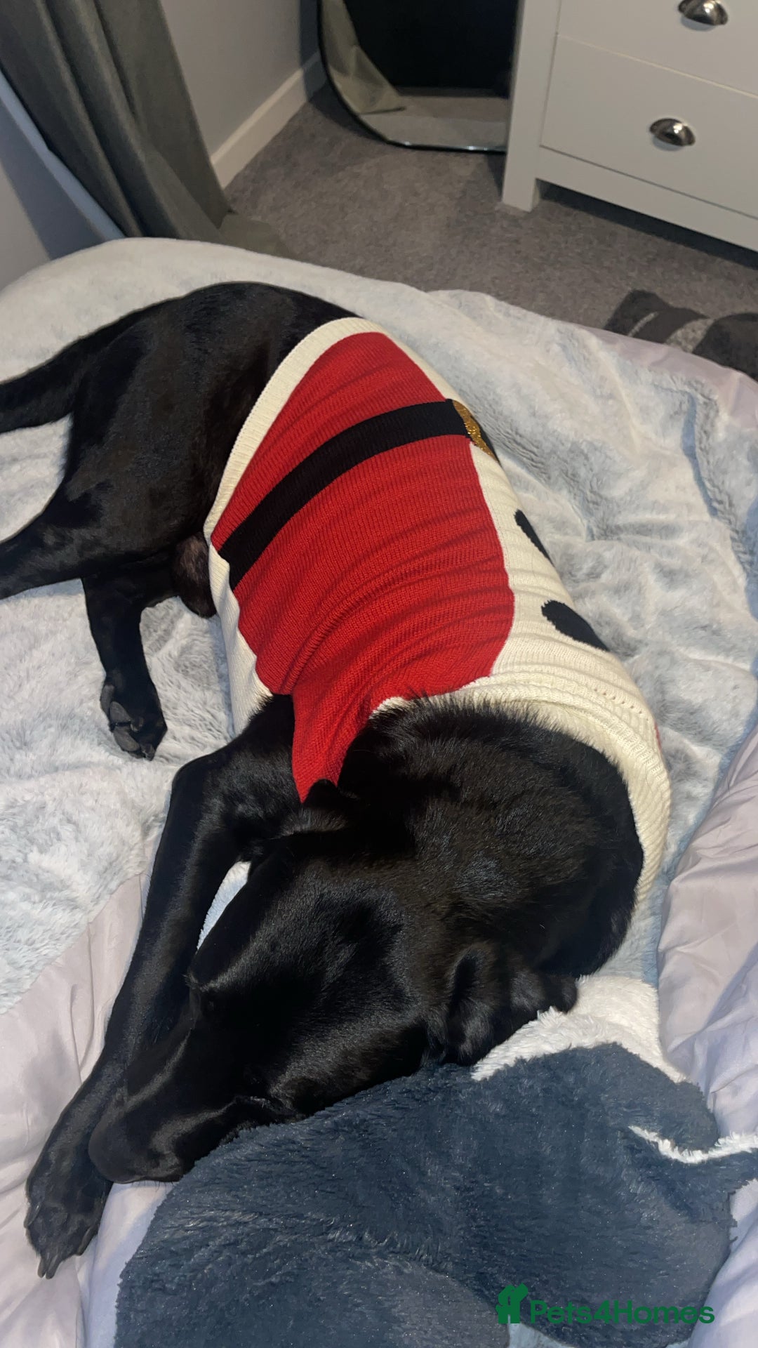 Labrador Retriever dogs for sale: Male Black Labrador  - Image 7