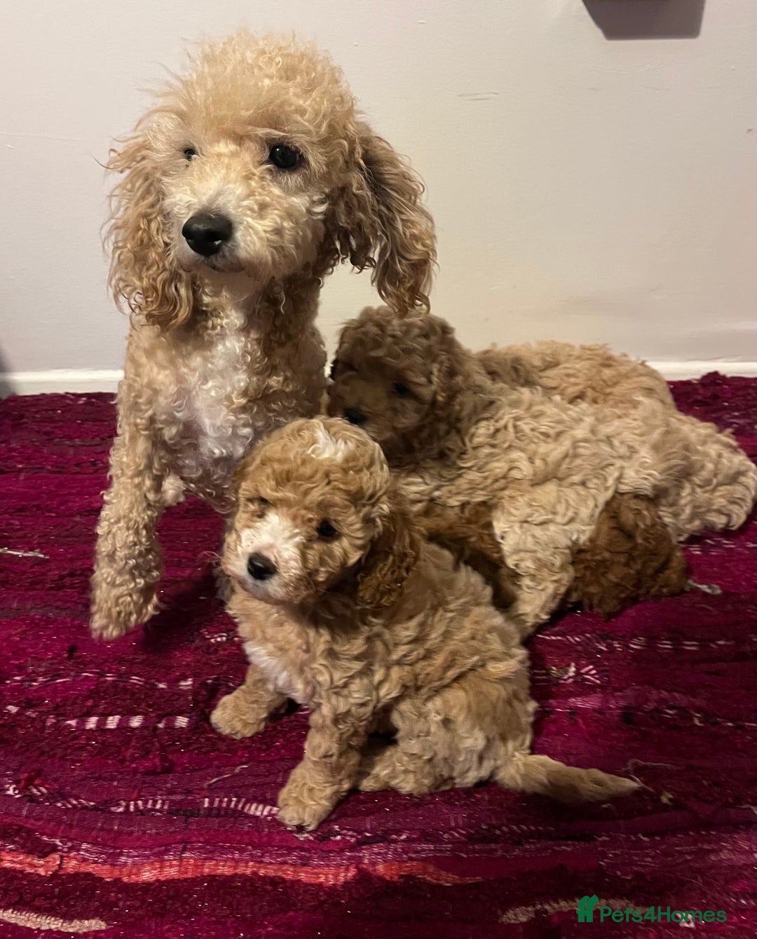 Poochon dogs for sale: F1B Poochon puppies - Advert 6