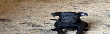 Patterjack 2
