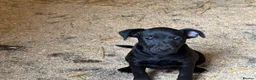 Patterjack dogs for sale: PatterJack Puppies 🐶 - Advert 5
