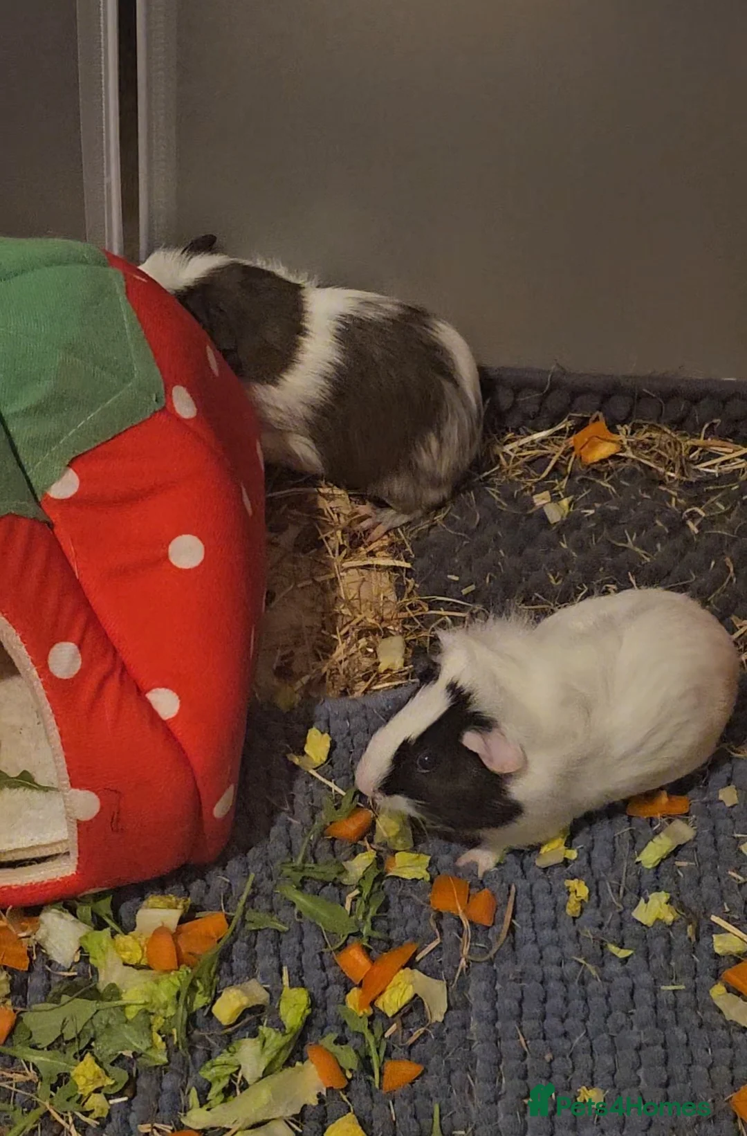 Guinea Pig rodents for sale: 2 male guinea pigs  - Advert 4
