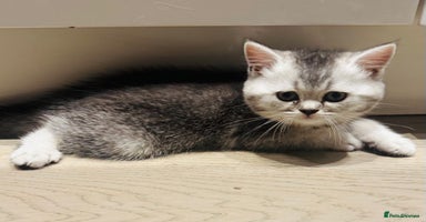 Scottish Fold cats - Advert 7