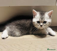 Scottish Fold cats - Advert 8