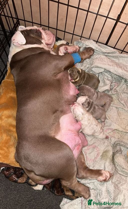 English Bulldog dogs Beautiful English Bulldog Puppies Available - Advert 1