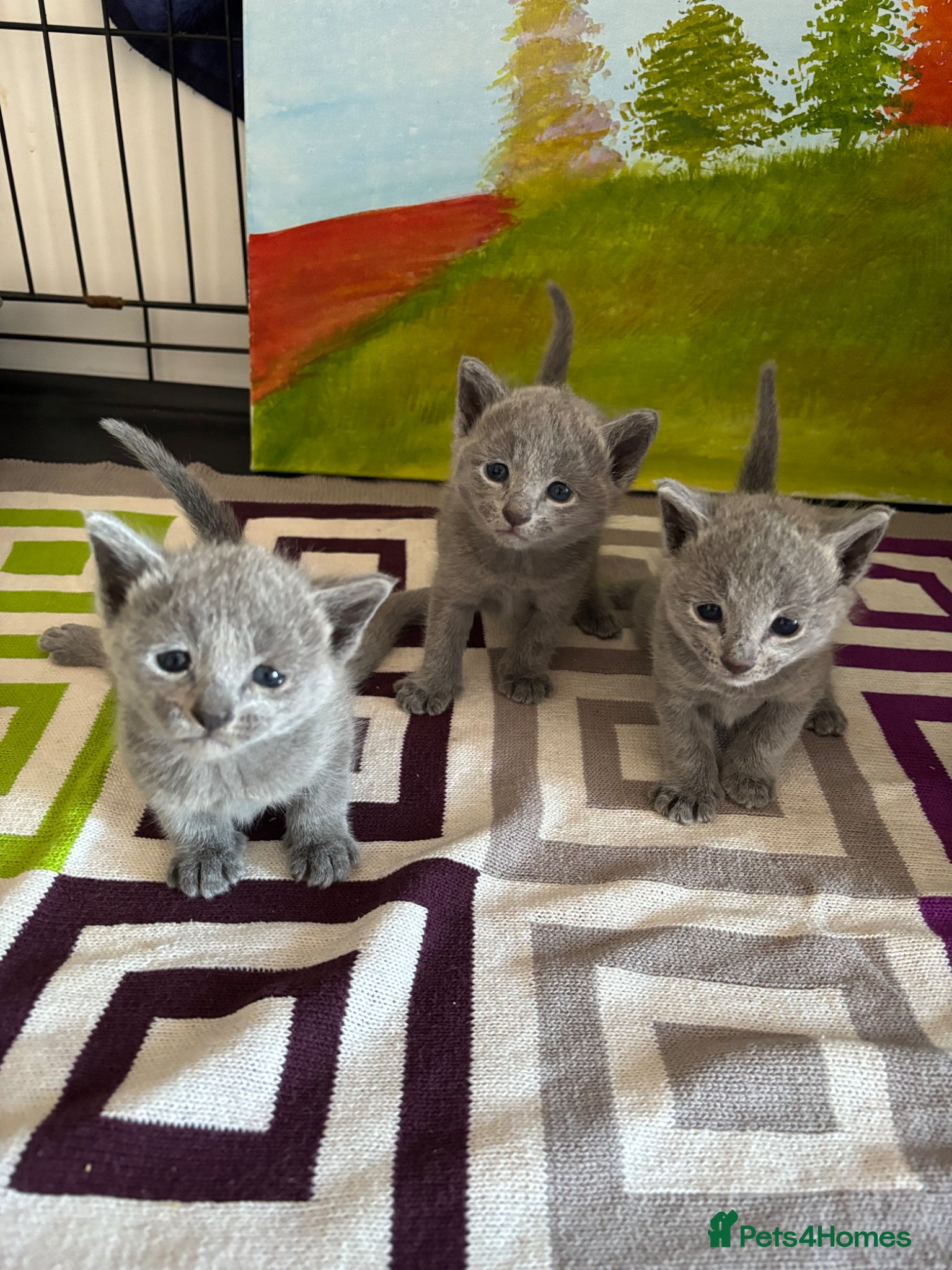 Russian Blue cats TICA PURE PEDIGREE RUSSIAN BLUE KITTENS  - Advert 2