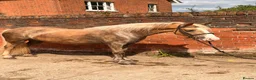 Welsh Section C horses for sale: Beautiful Palamino Gelding - Advert 2