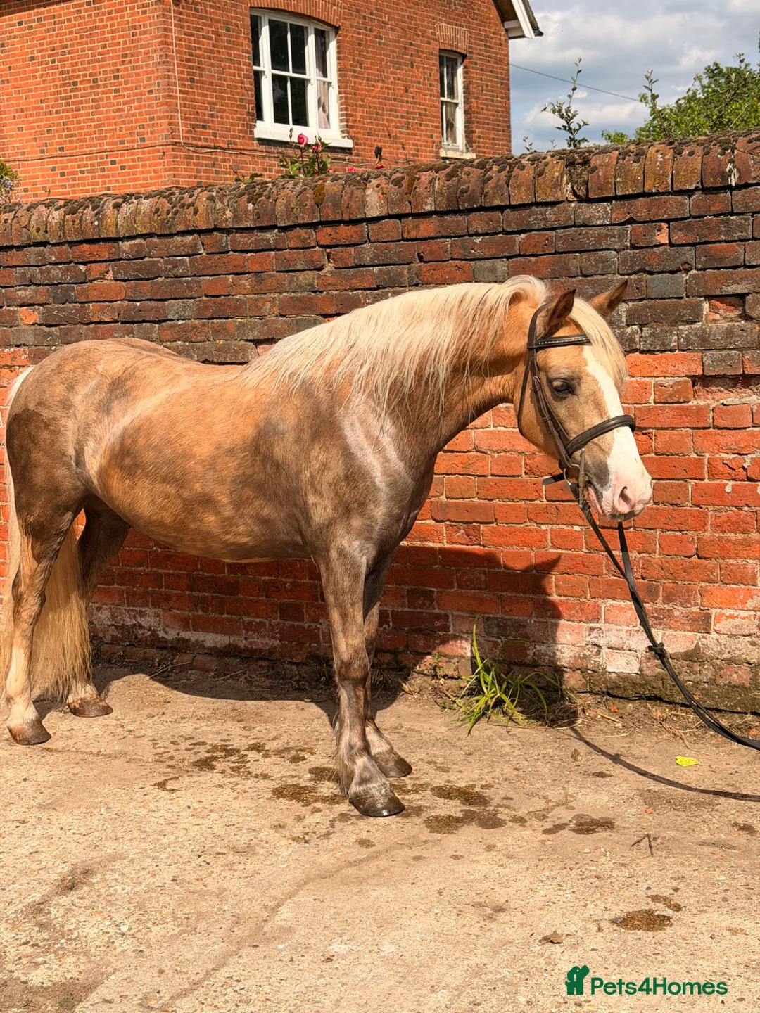 Welsh Section C horses for sale: Beautiful Palamino Gelding - Advert 2