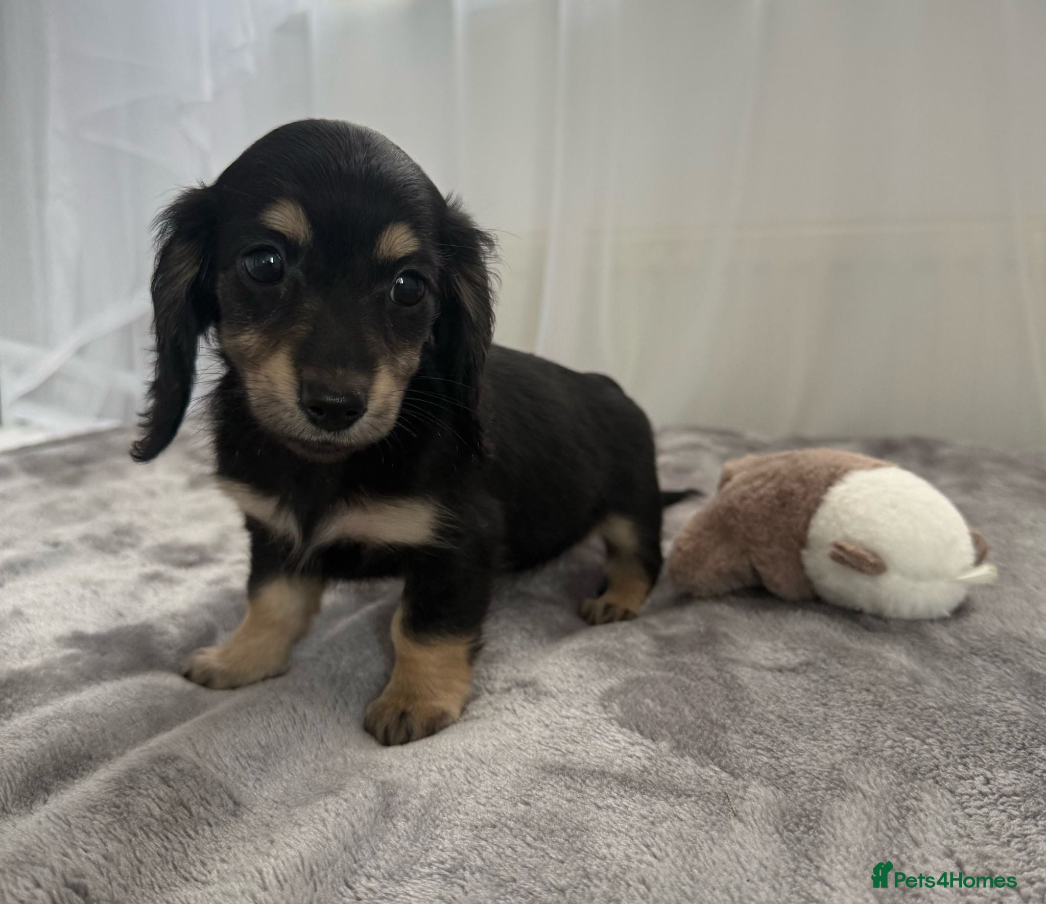 Miniature Dachshund dogs Beautiful long coat puppies ready now - Advert 17