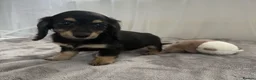 Miniature Dachshund dogs for sale: Beautiful long coat puppies ready now - Advert 2
