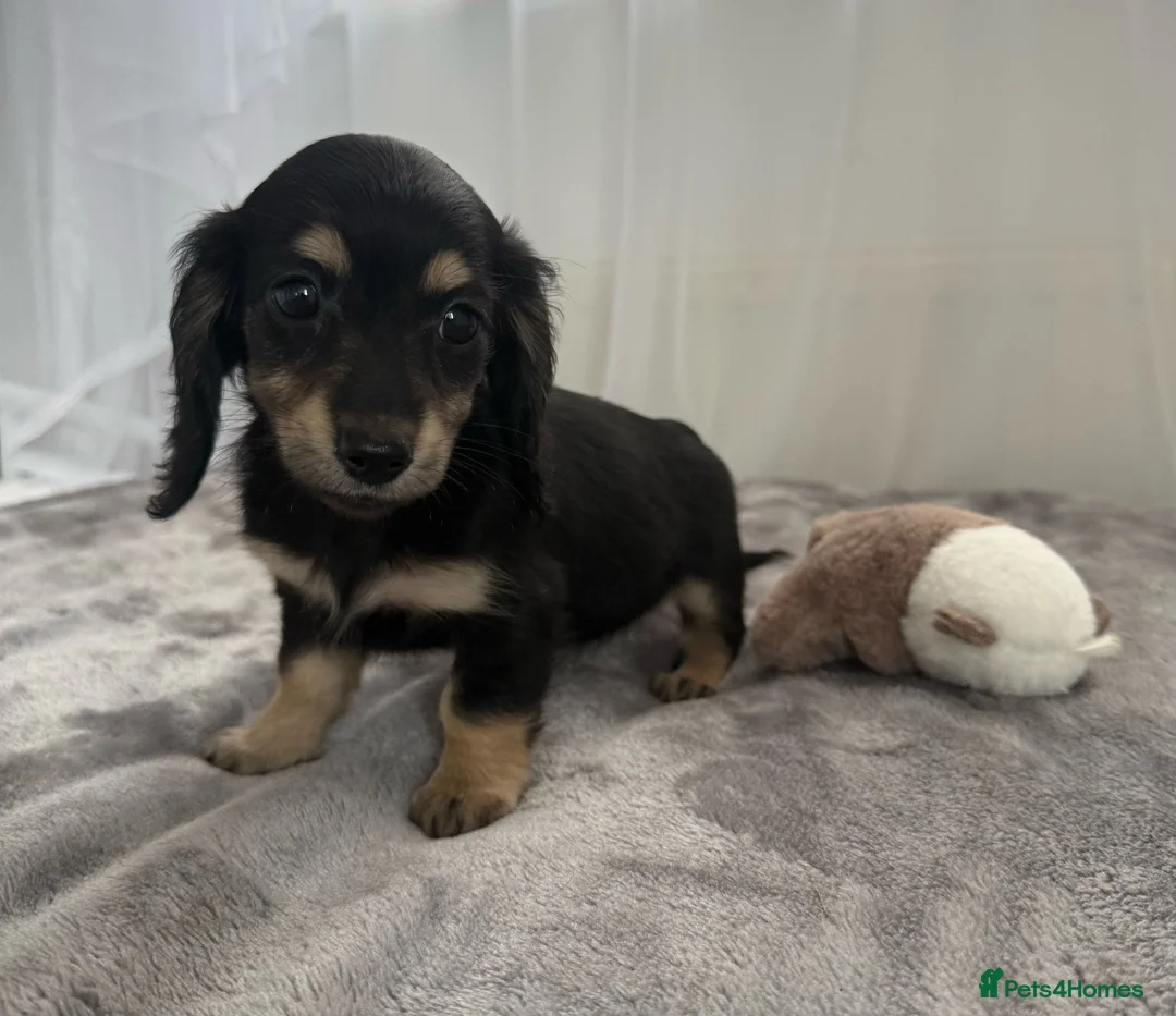 Miniature Dachshund dogs for sale: Beautiful long coat puppies ready now - Advert 2