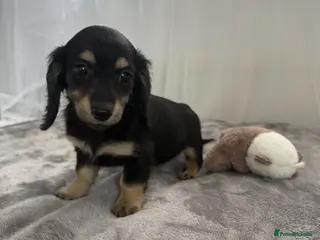 Miniature Dachshund dogs Beautiful long coat puppies ready now - Advert 3