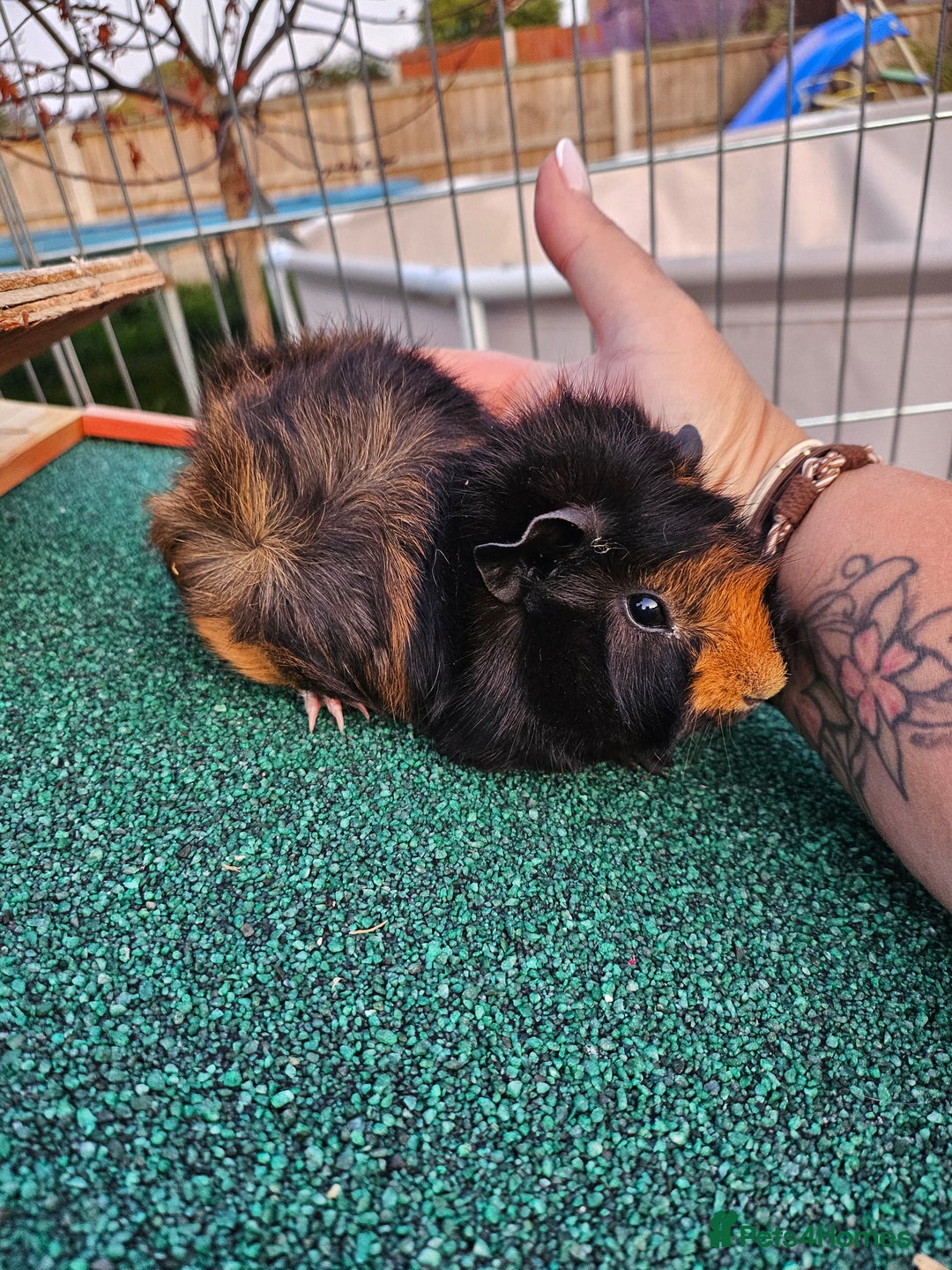Guinea Pig rodents for sale: 3 guinea pigs for sale - Image 7