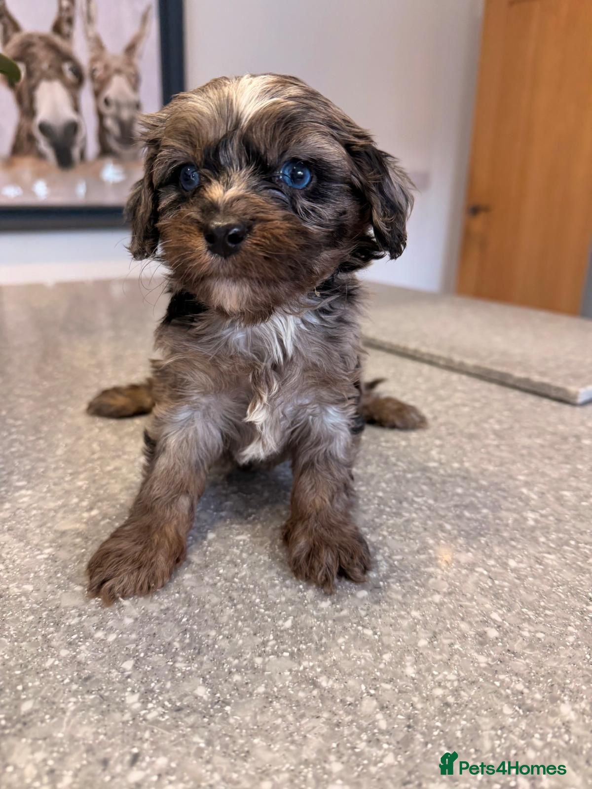 Cavapoo dogs Toy cavapoo puppies for sale  - Advert 1