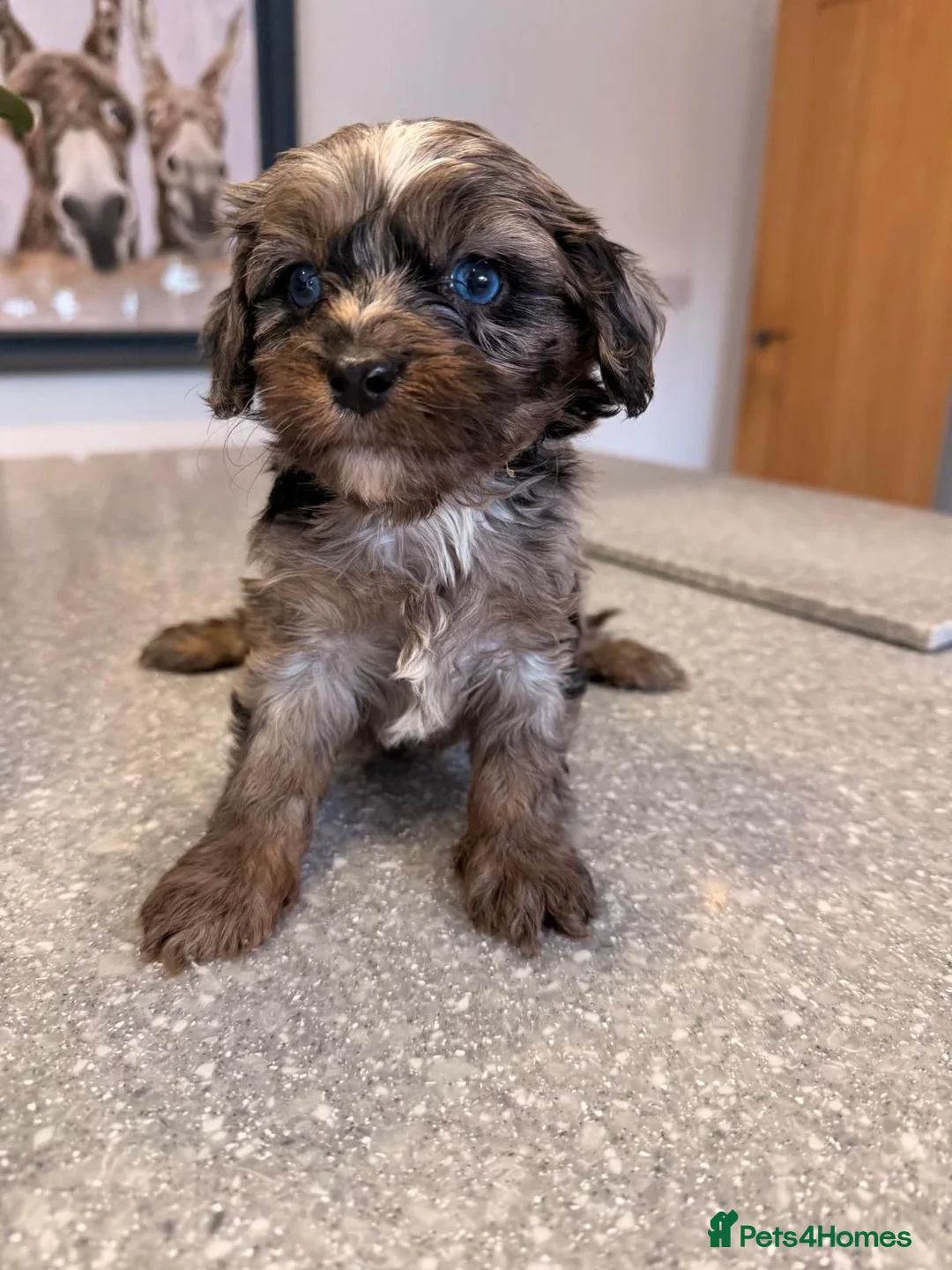 Cavapoo dogs for sale: Toy cavapoo puppies for sale  - Advert 1