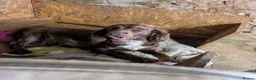 Mixed Breed dogs for sale: Beautiful Sproodle Puppies - Advert 7