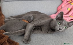 Russian Blue cats for sale: Last Russian Blue girl - Image 12