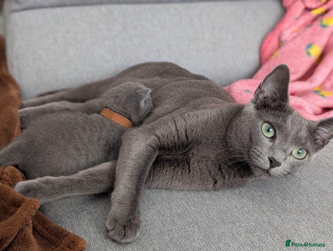 Russian Blue cats for sale: Last Russian Blue girl - Image 12
