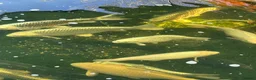 Koi Carp fish for sale: Various koi carp - Advert 8
