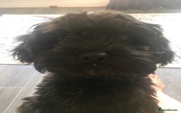Shihpoo dogs for sale: George Male shih Tzu age 6 months  - Image 3