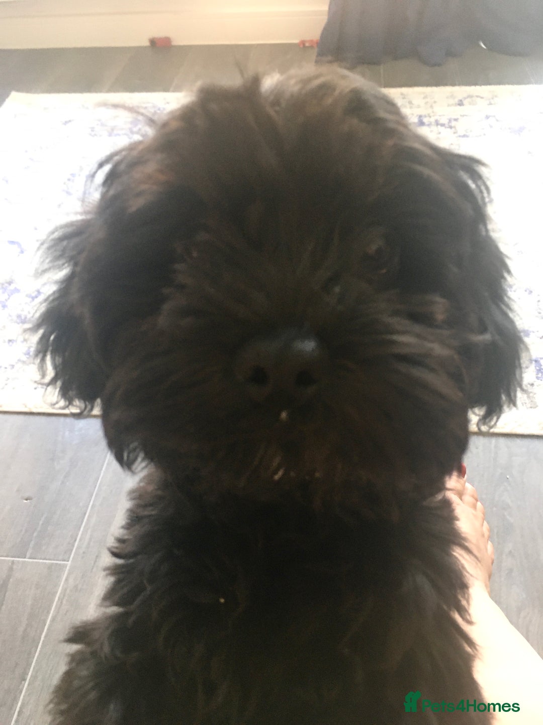 Shihpoo dogs for sale: George Male shih Tzu age 6 months  - Image 3