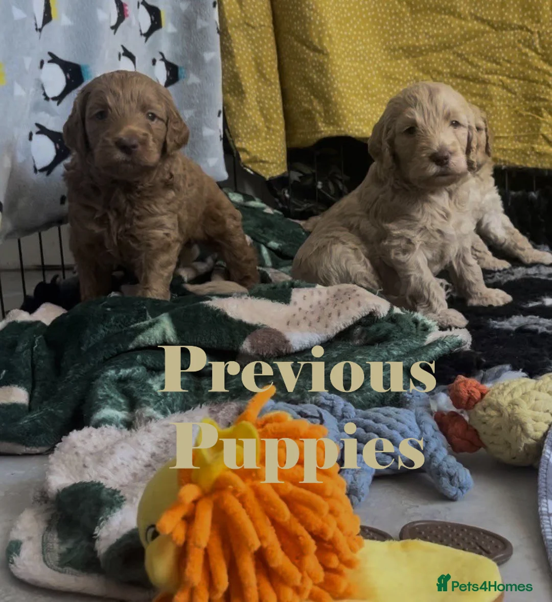 Double Doodle dogs for sale: Nell is expecting Double Doodles  - Advert 13