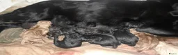 Labrador Retriever dogs for sale: Two female pups wanting their forever loving home - Advert 1