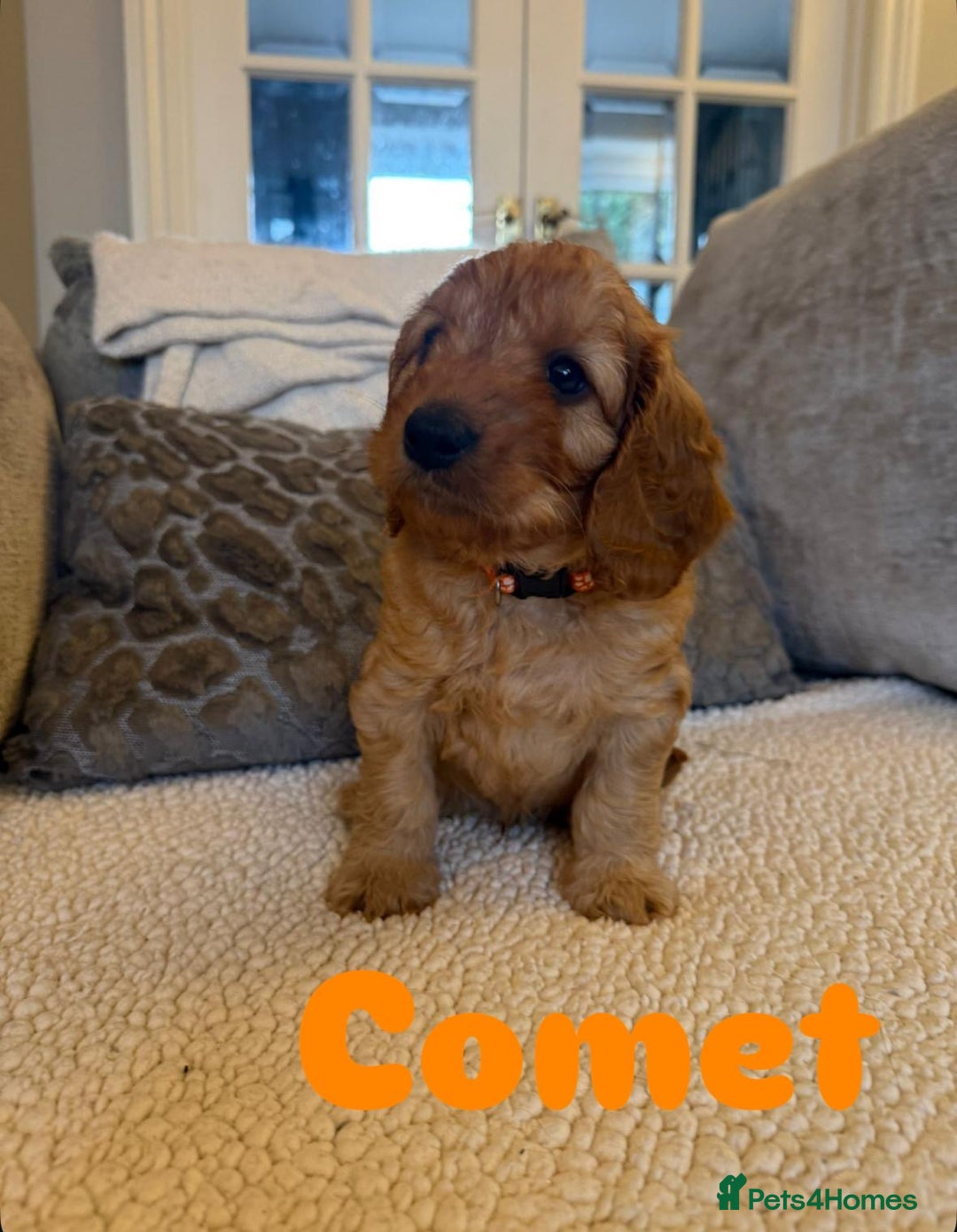 Cavapoo dogs for sale: Beautiful F1B cavapoo “teddy bear” puppies  - Advert 12