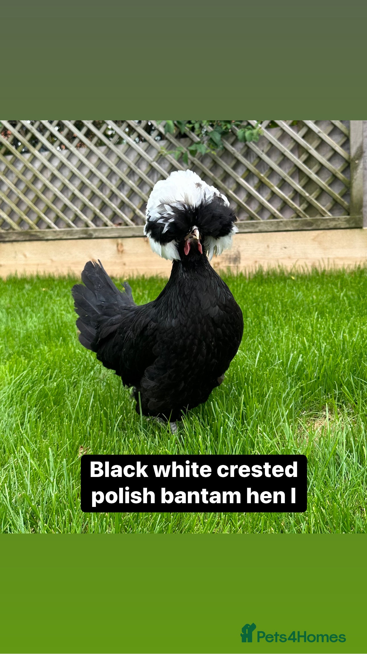 Chickens poultry Pure breed bantam hens at point of lay - Advert 1