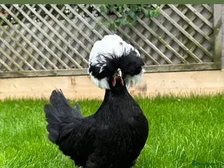 Chickens poultry Pure breed bantam hens at point of lay - Advert 1