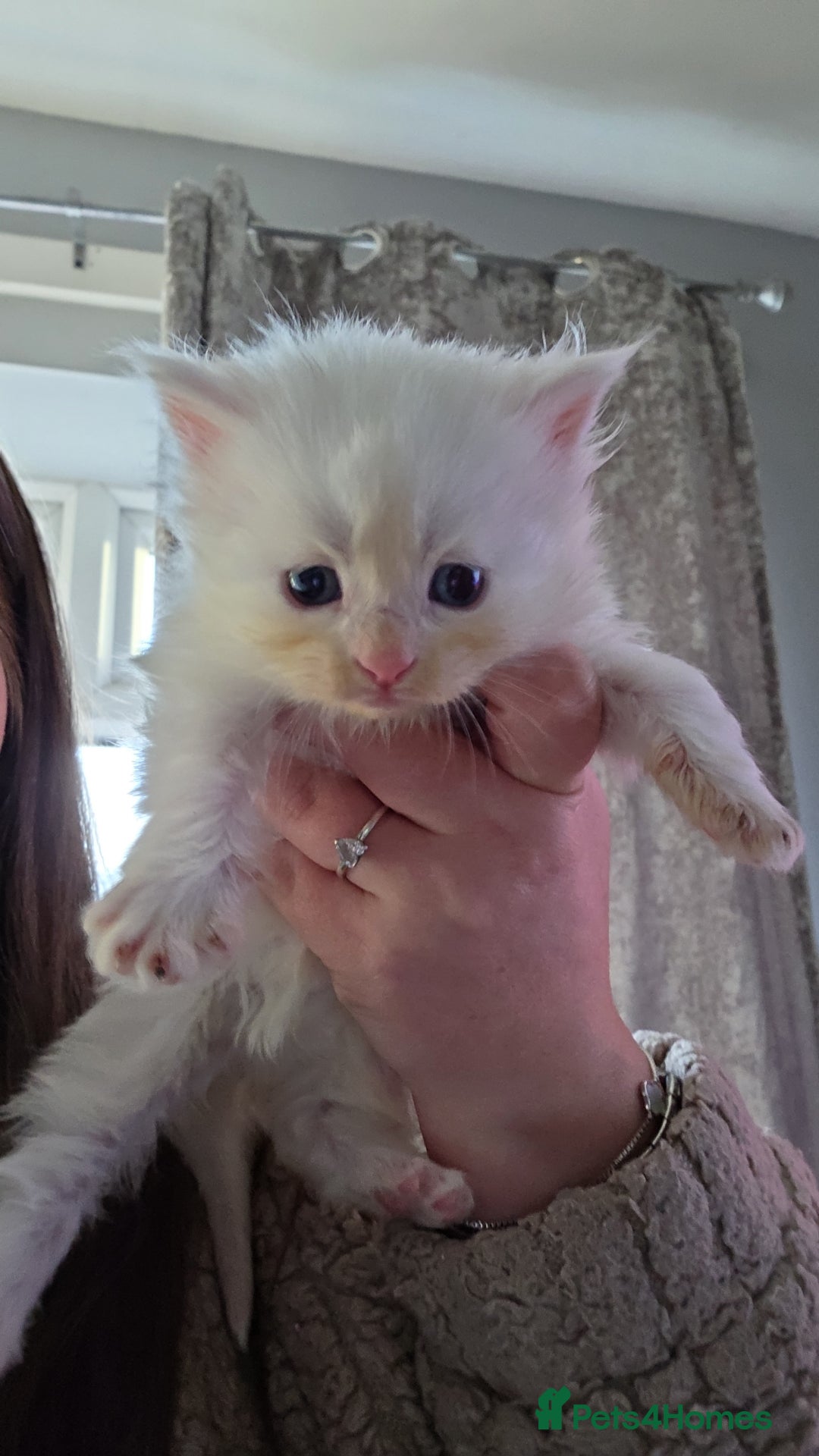 Maine Coon cats for sale: TICA registered MaineCoons 😸  - Advert 1