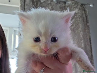 Maine Coon cats TICA registered MaineCoons 😸 - Advert 5