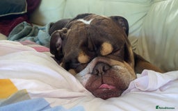 English Bulldog dogs for stud: Exclusive Tri-Colour Chocolate English Bulldog  - Image 6