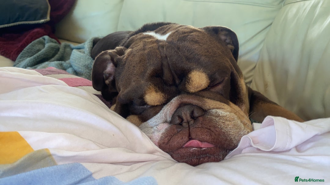 English Bulldog dogs for stud: Exclusive Tri-Colour Chocolate English Bulldog  - Image 6